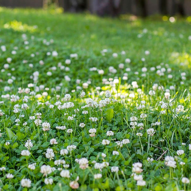Clover Lawn Clover Lawn