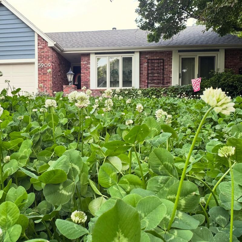 Clover Lawns Need Less Water During Dry Weather