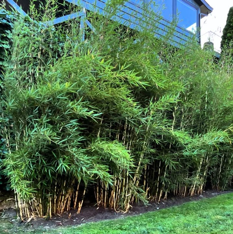 Clumping Bamboo That Brings Fast Privacy