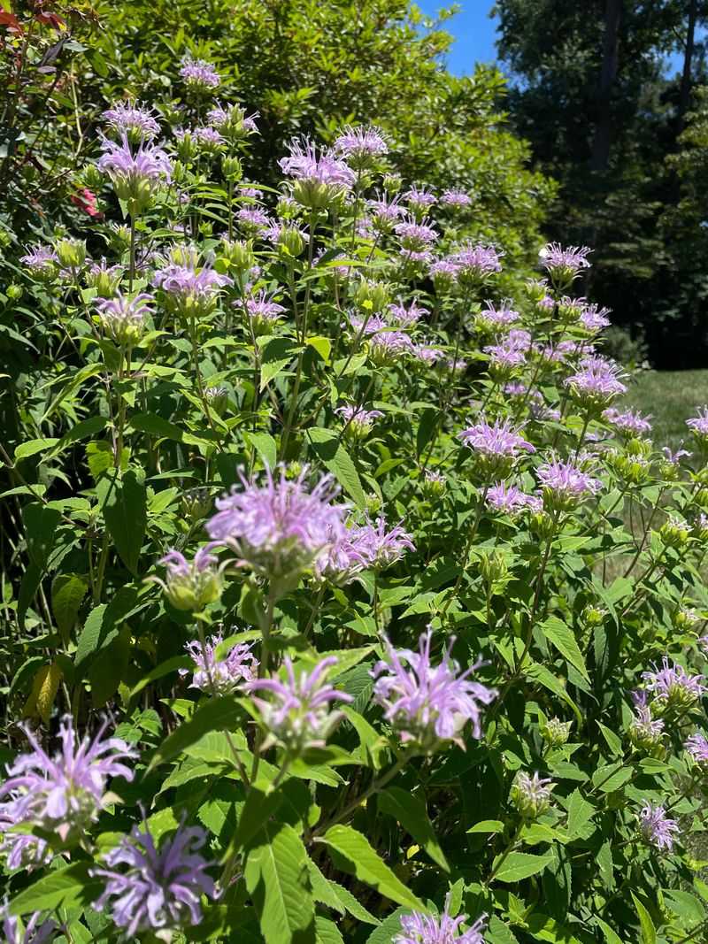 Clumping Growth Fills Tough Hillside Space Clumping Growth Fills Tough Hillside Space