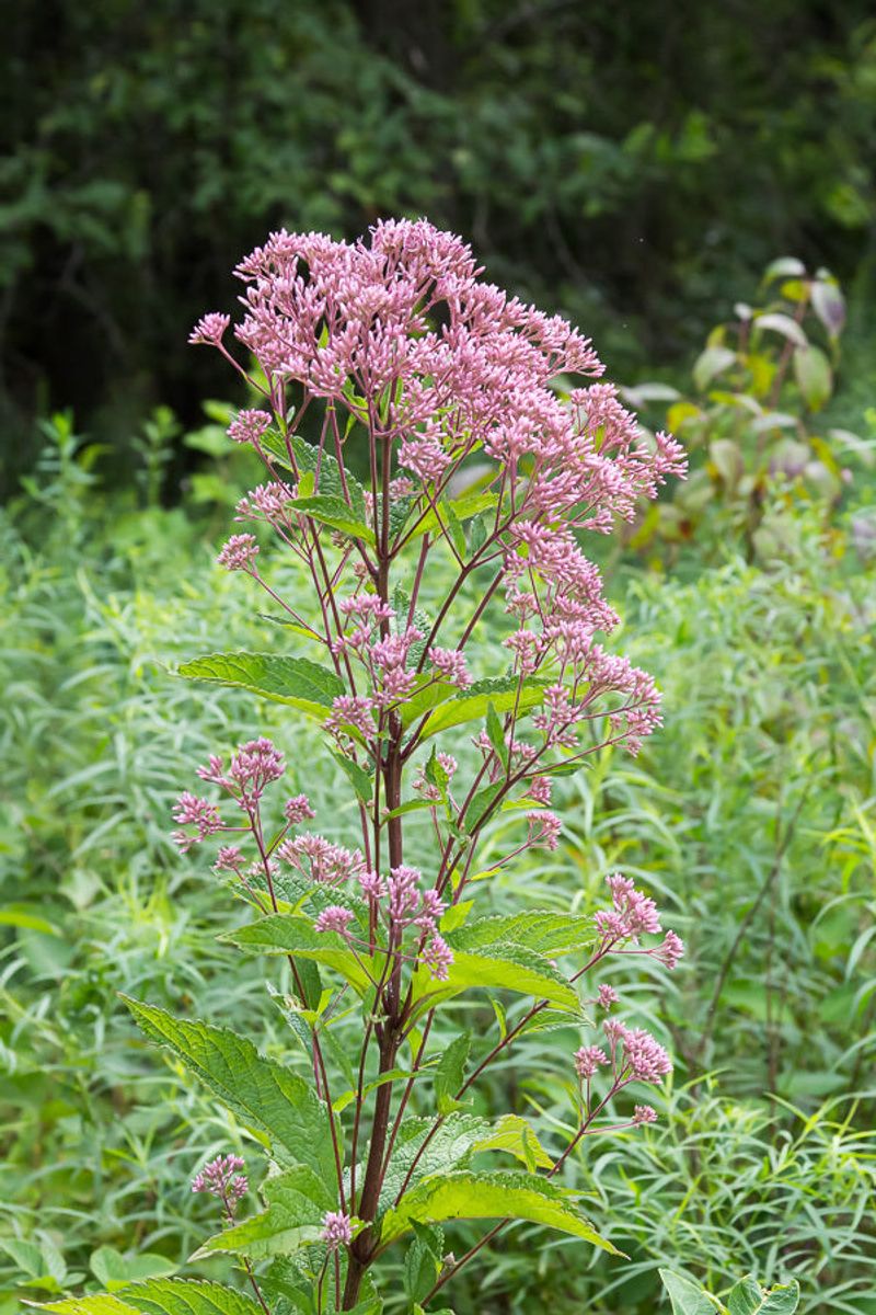 Clymene Moths Use Joe Pye Weed As A Host Plant For Their Caterpillars