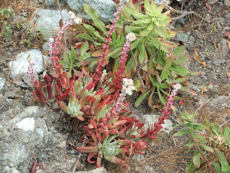 Coast Dudleya