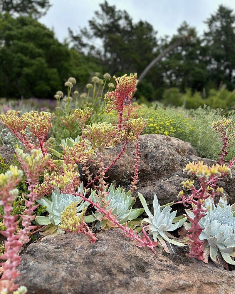 Coast Dudleya