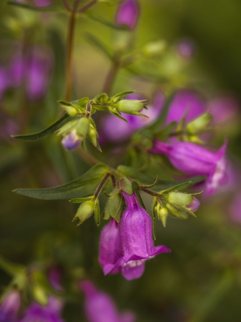 Coast Penstemon Coast Penstemon