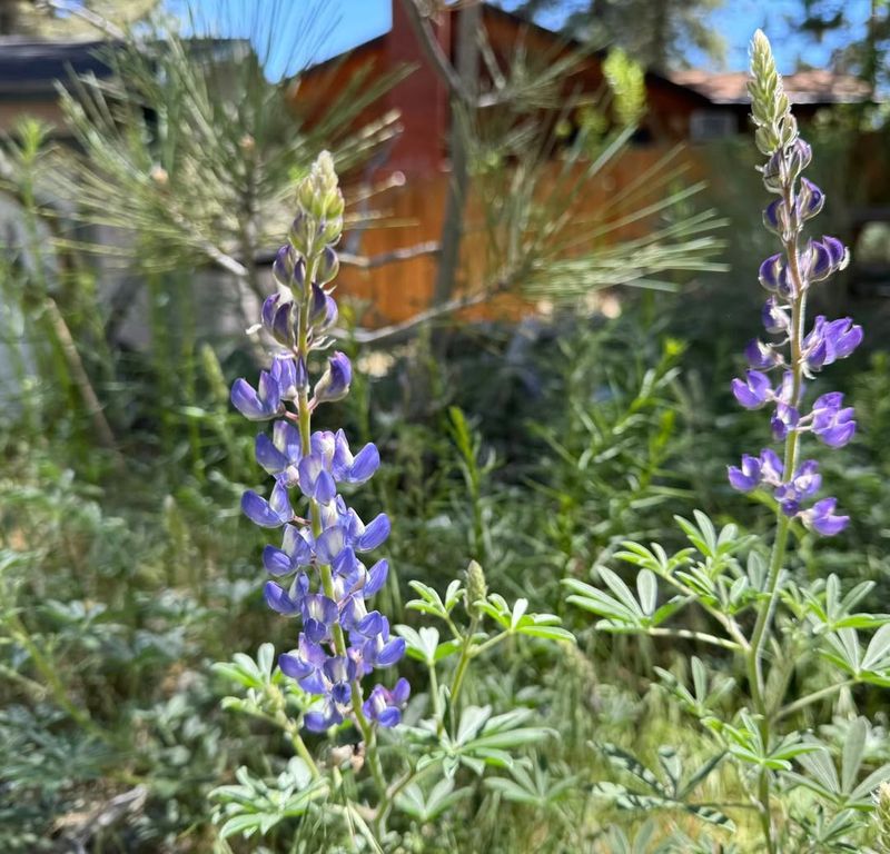 Coastal Bush Lupine