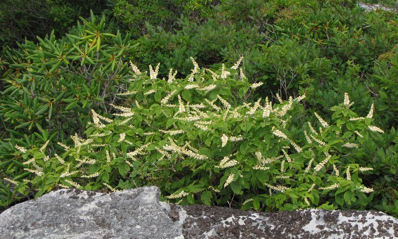 Mountain Sweet Pepperbush Adds Seasonal Beauty