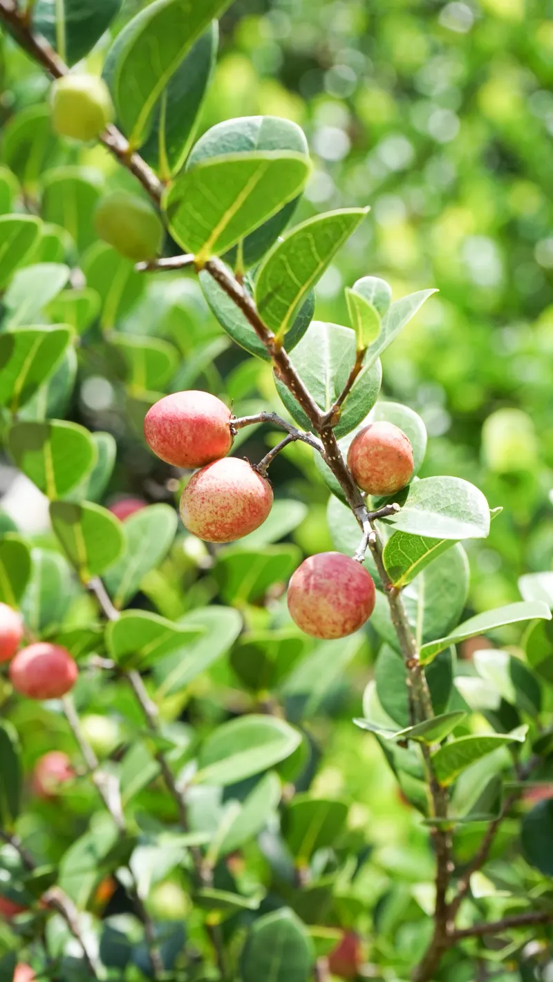 Cocoplum Makes A Polished South Florida Edible Hedge Cocoplum Makes A Polished South Florida Edible Hedge