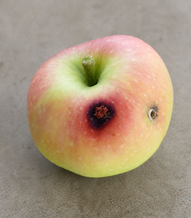Codling Moth Can Ruin Apples And Pears Early