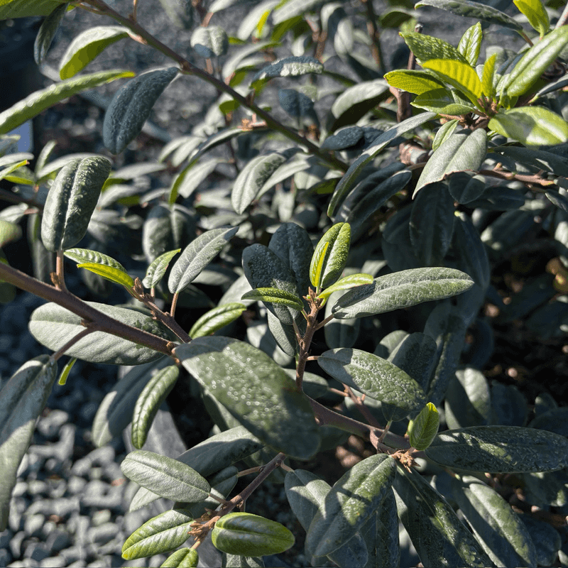 Coffeeberry Fills In With Dense Evergreen Coverage