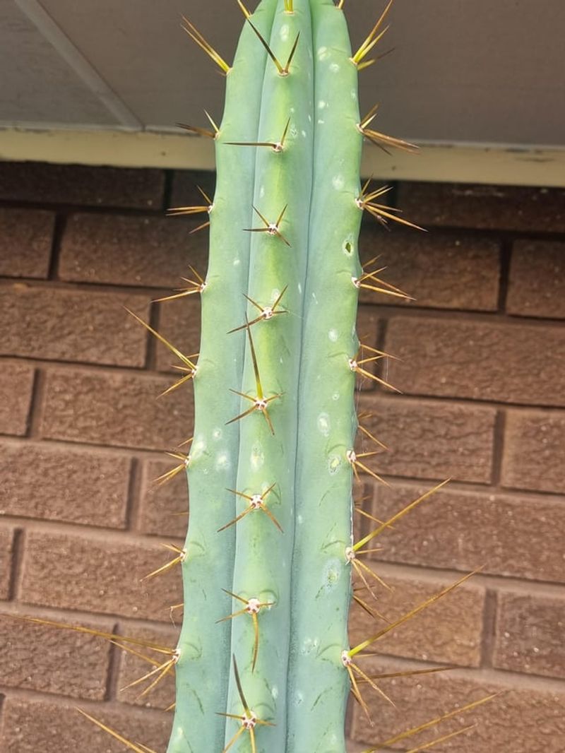 Cold Damage Can Show Up As Discoloration Cold Damage Can Show Up As Discoloration