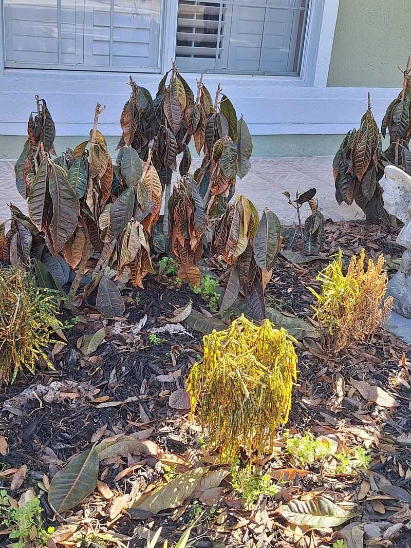 Cold Snaps Can Damage Crotons