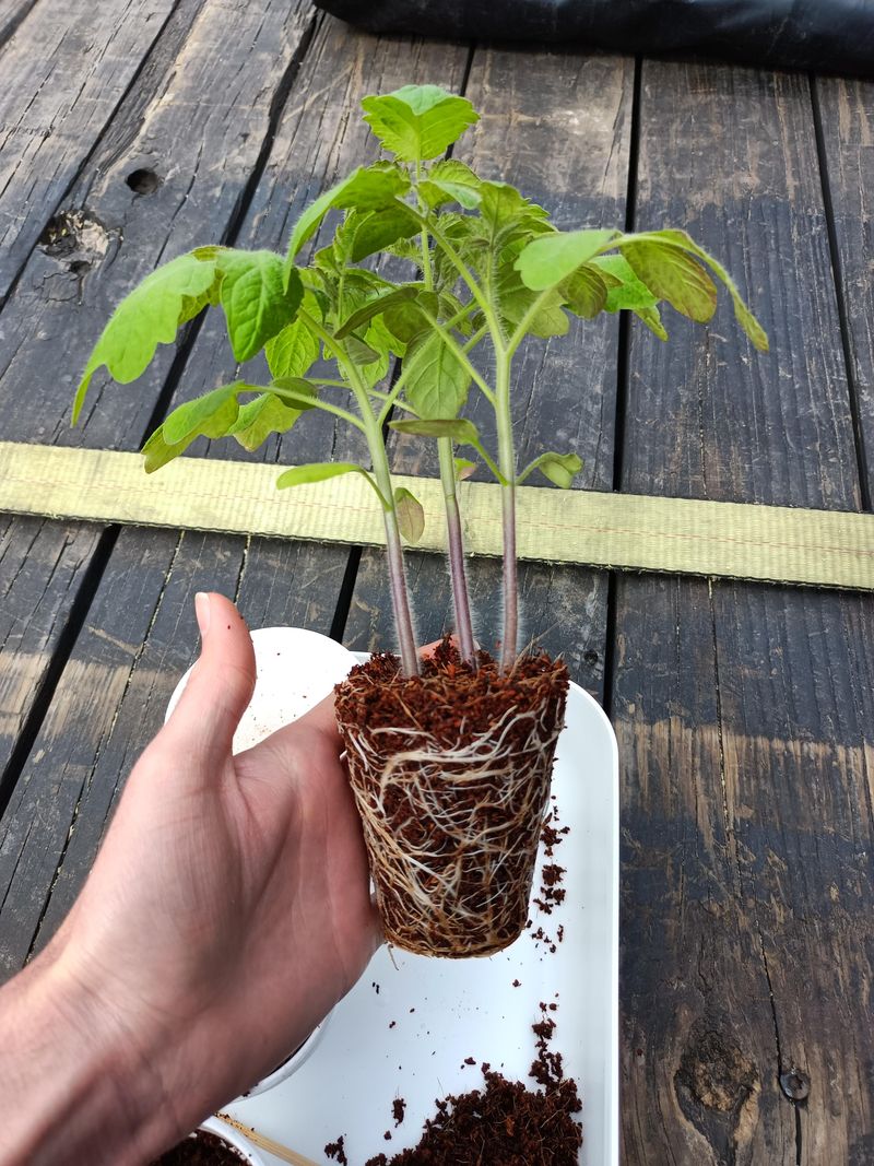 Cold Soil Can Stall Young Tomato Plants