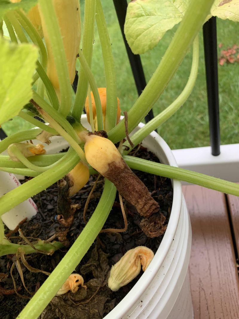 Cold Spring Nights Slow Zucchini Growth Down