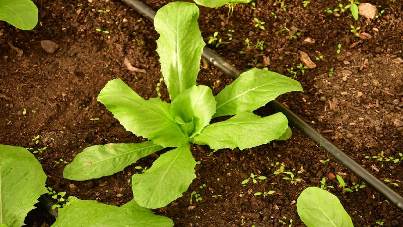 Cold Wet Weather Can Slow Seedling Growth Fast