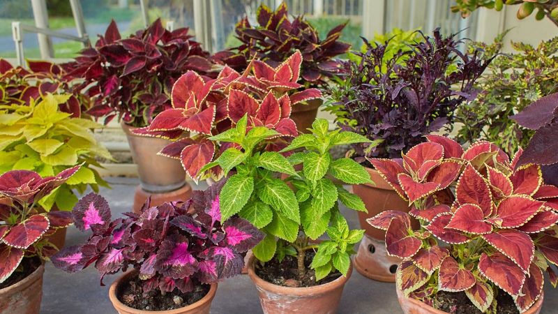 Coleus 