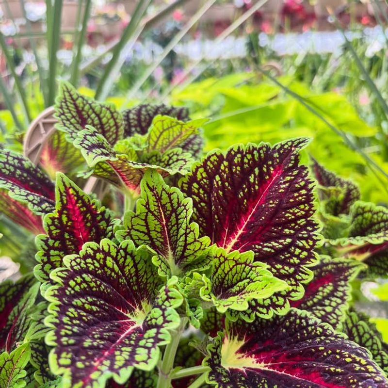Coleus