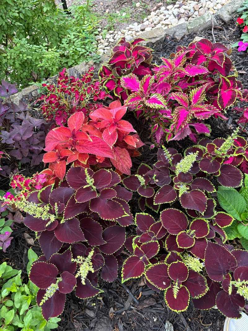 Coleus Brings Bold Color Coleus Brings Bold Color