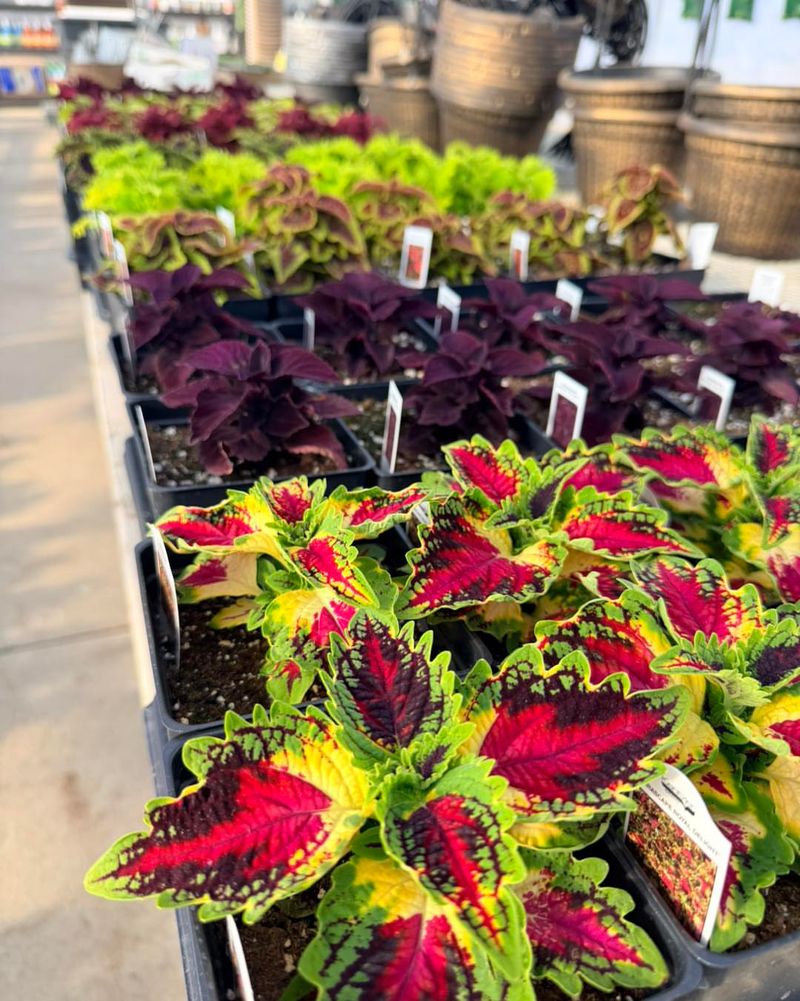 Coleus Brings Bold Leaf Color To Shade Containers