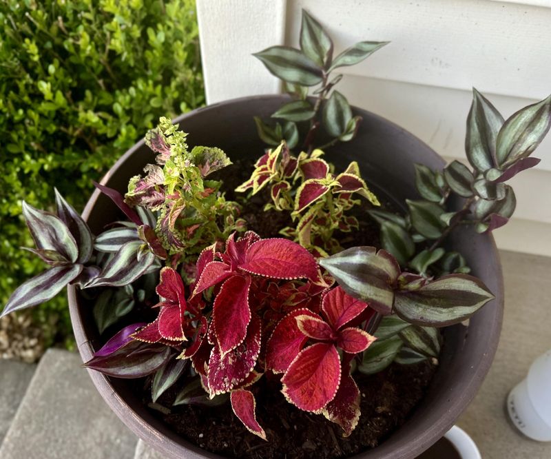 Coleus Brings Bright Foliage To Shaded Beds