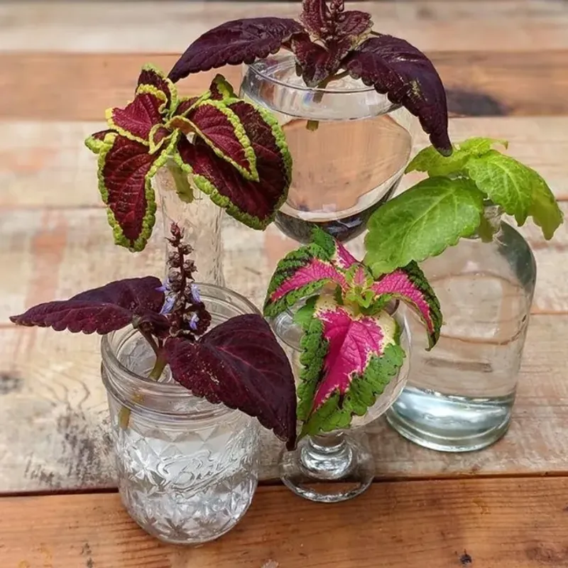 Coleus Cuttings Develop New Roots Within Days