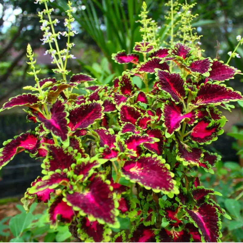Coleus Fills Beds With Bold Leaf Color