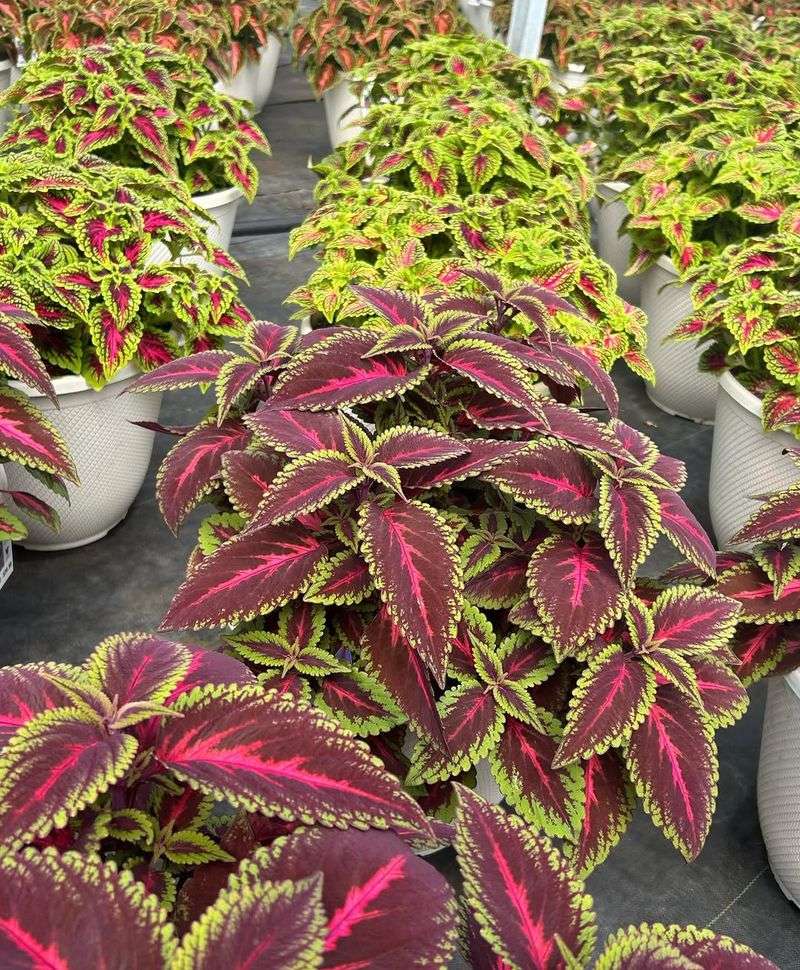 Coleus Fills Containers With Bright Summer Leaves Coleus Fills Containers With Bright Summer Leaves
