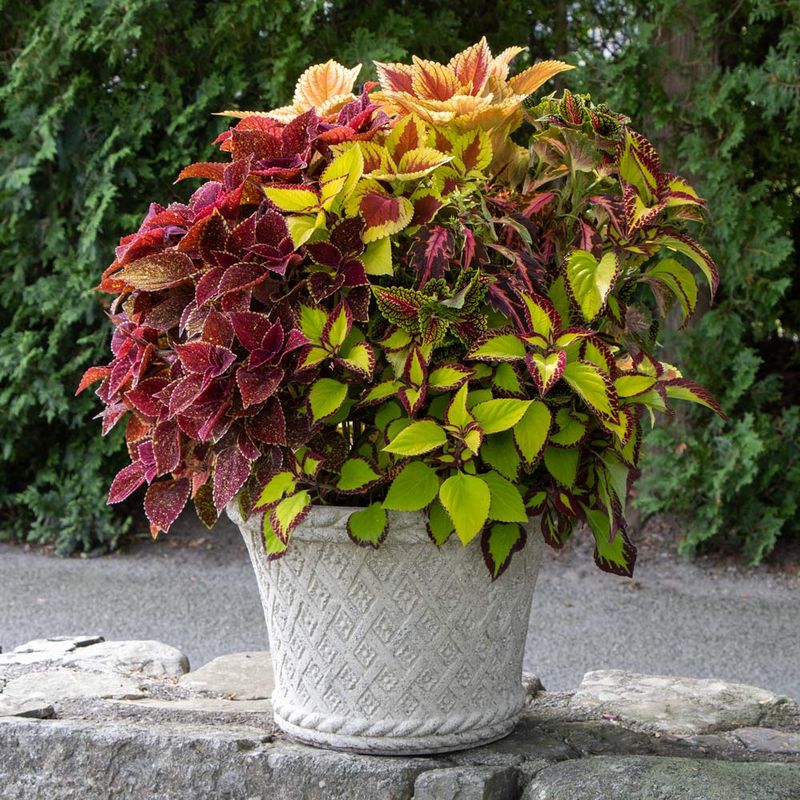 Coleus Fills Pots With Bold Leaf Color Coleus Fills Pots With Bold Leaf Color