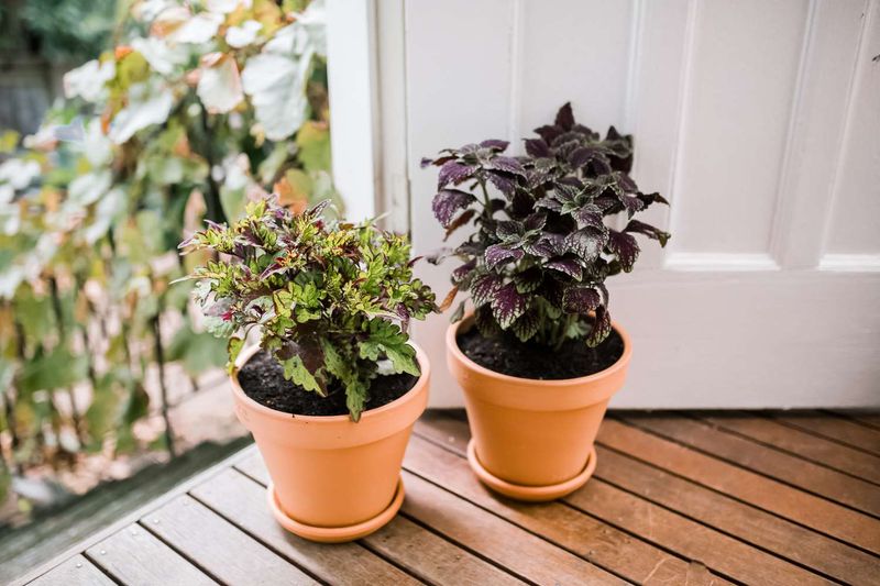 Coleus Gives A Designer Look For A Small Pot Price