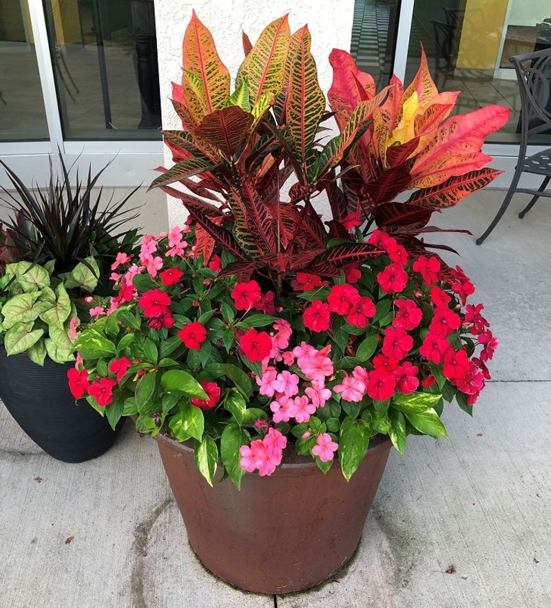 Coleus + Impatiens Coleus + Impatiens