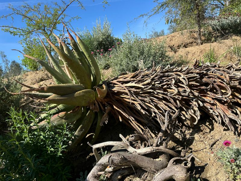 Collapsed Plant Within A Day Or Two Collapsed Plant Within A Day Or Two