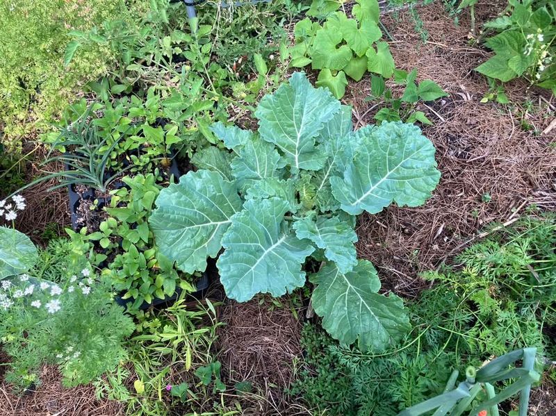 Collard Greens Keep Harvests Coming With Less Sun