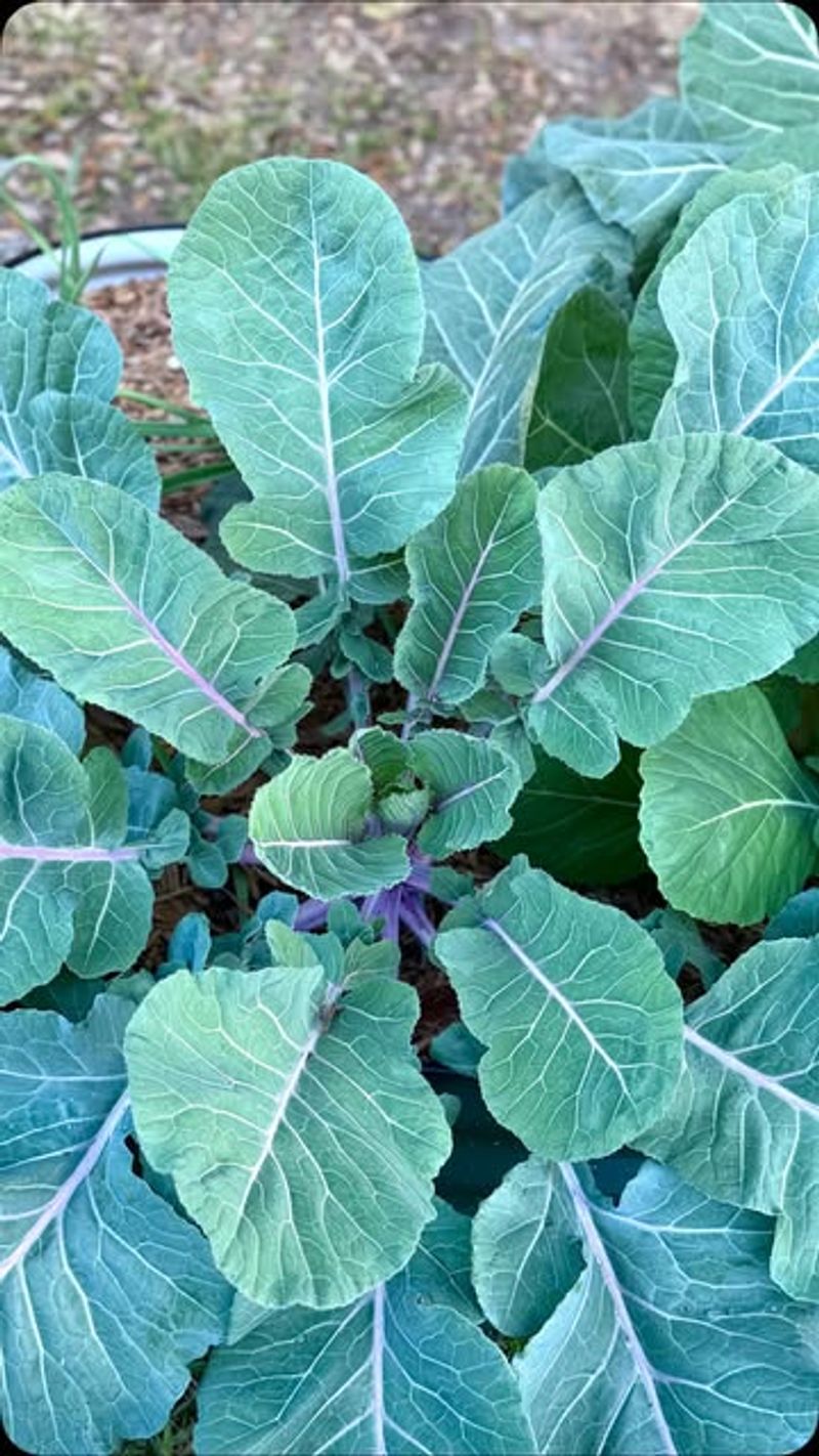 Collards