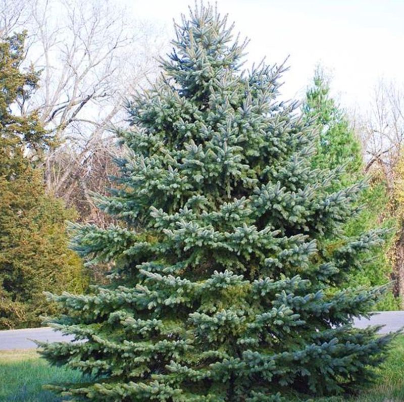 Colorado Blue Spruce 