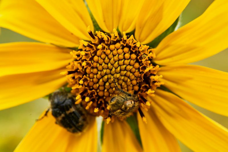 Colorado Sunflower Is Where The Bees Always End Up