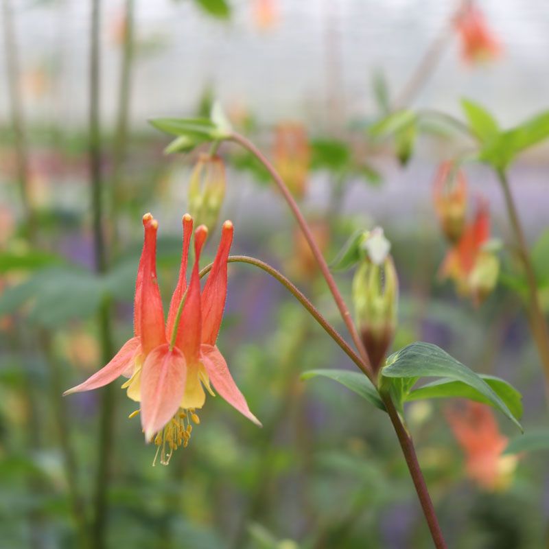 Columbine