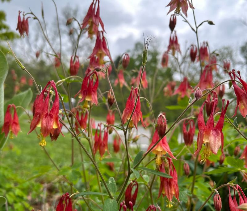 Columbine