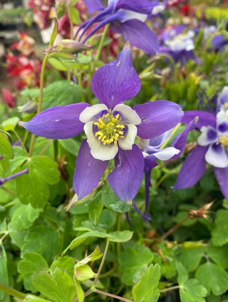 Columbines