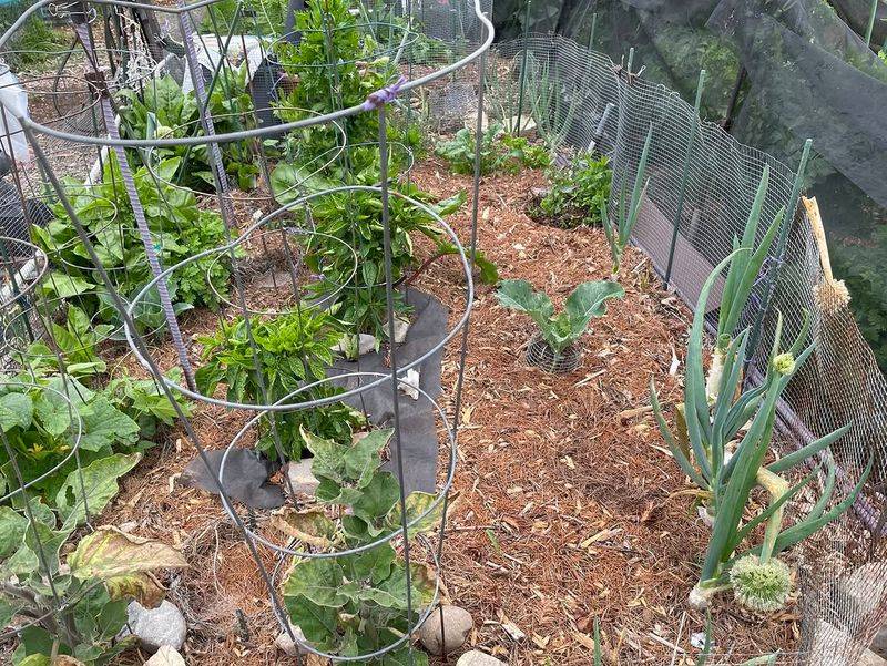 Combining Pine Straw And Mulch Can Be Effective