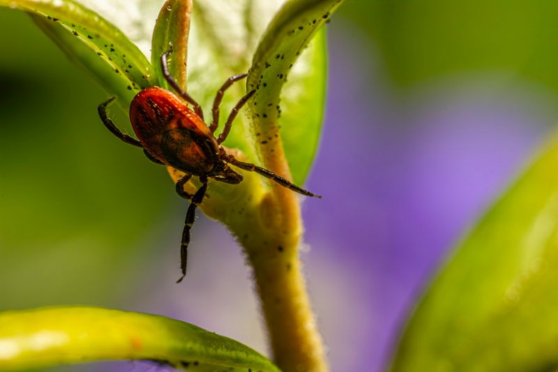 Combining These Plants For A Stronger Tick Barrier