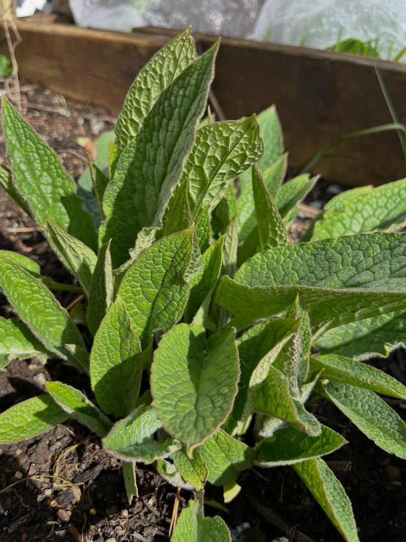 Comfrey Tea As A Rooting Support