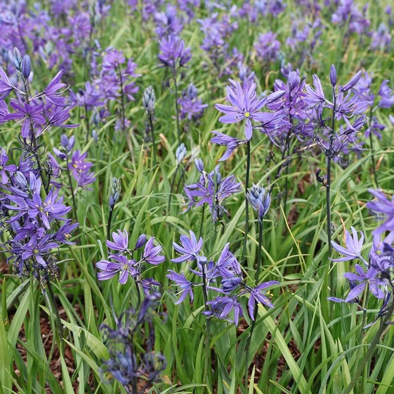 Common Camas