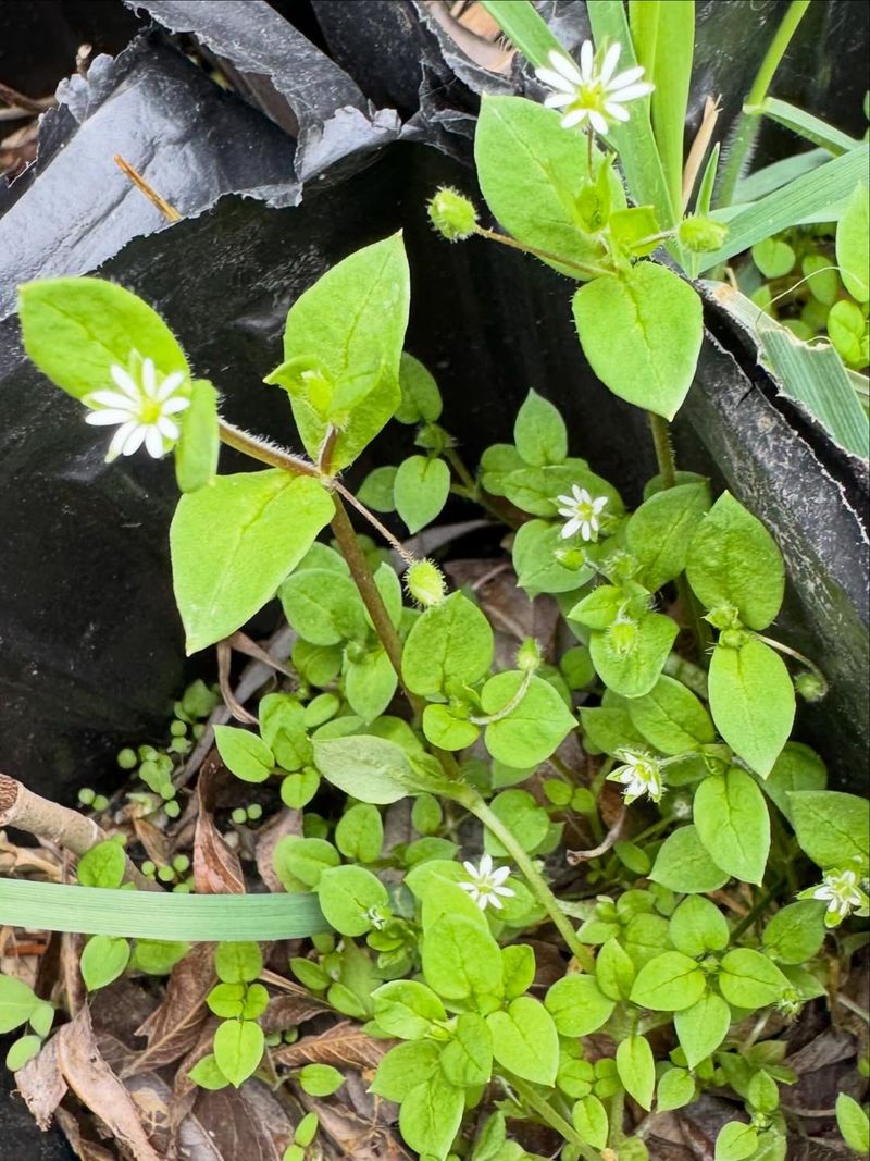 Common Chickweed (Stellaria media)