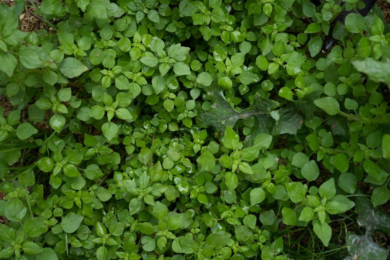 Common Chickweed
