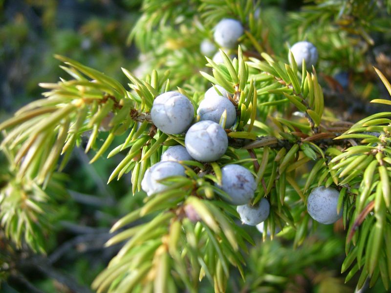 Common Juniper Provides Food And Shelter