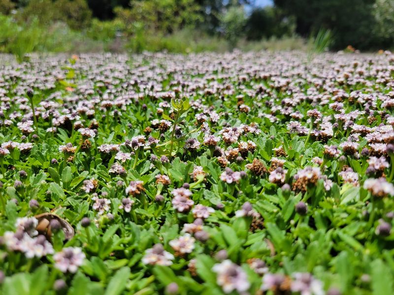 Common Lippia / Frogfruit
