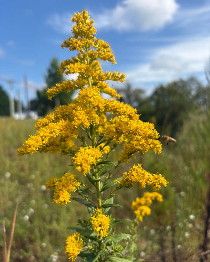 Common Misconceptions About Goldenrod And Allergies