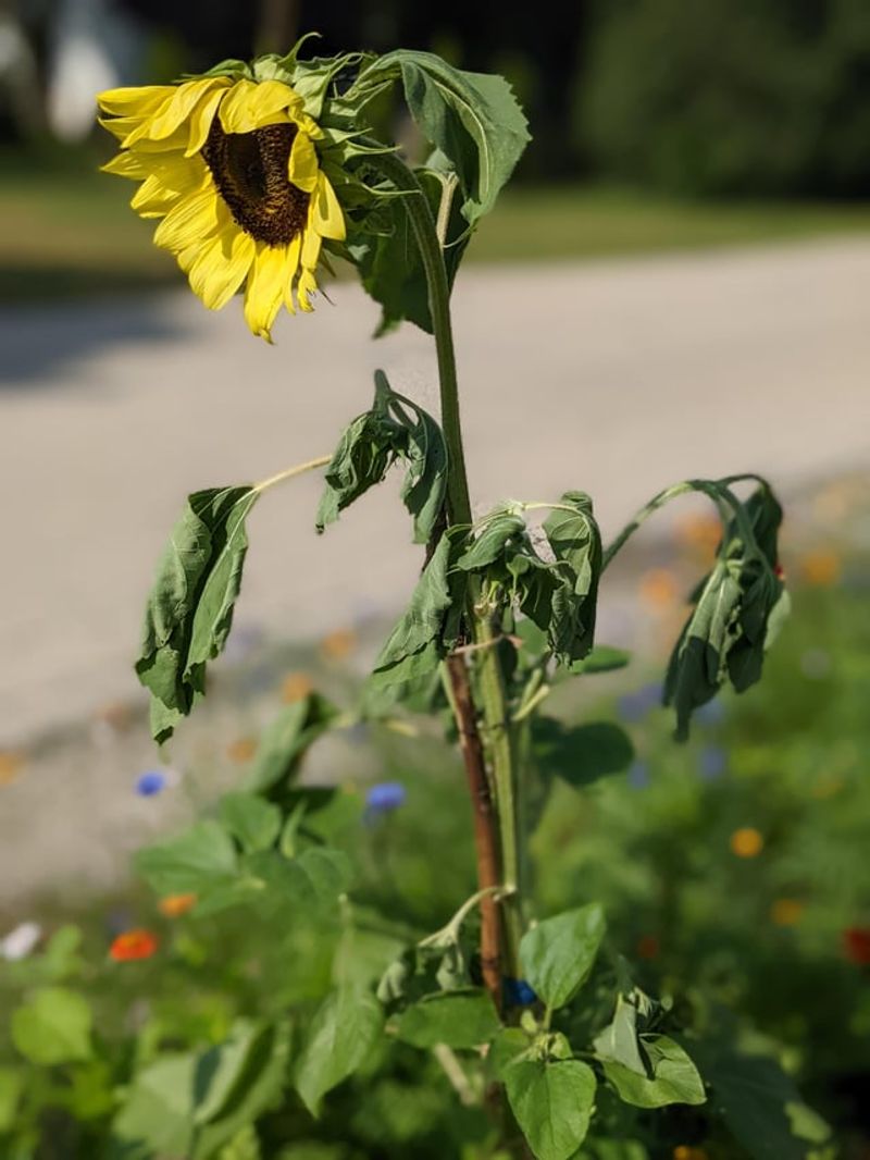 Common Mistakes Colorado Gardeners Make With Sunflowers