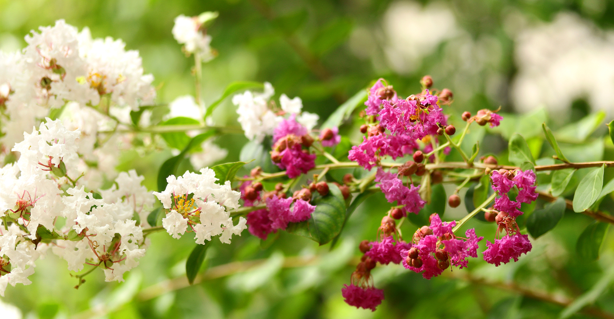 crape myrtles