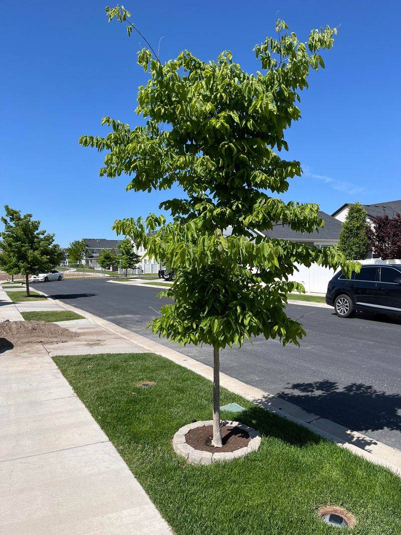 Common Mistakes To Avoid When Growing Hackberry Common Mistakes To Avoid When Growing Hackberry