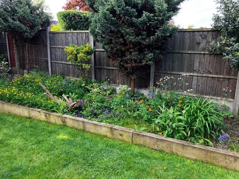 Wildflower garden